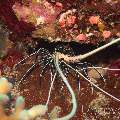 Painted Spiny Lobster (Panulirus Versicolor)