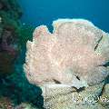 Giant Frogfish (Antennarius commerson)