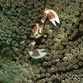 Spotted porcelain crab (Neopetrolisthes maculatus), photo taken in Philippines, Oriental Negros, Dauin, n/a Spotted porcelain crab (Neopetrolisthes maculatus), photo taken in Philippines, Oriental Negros, Dauin, n/a