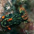 Nudibranch (Nembrotha kubaryana), photo taken in Philippines, Oriental Negros, Dauin, n/a