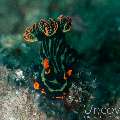 Nudibranch (Nembrotha kubaryana), photo taken in Philippines, Oriental Negros, Dauin, n/a