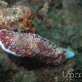 Nudibranch (Goniobranchus reticulatus), photo taken in Philippines, Oriental Negros, Dauin, n/a