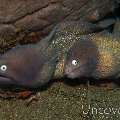 White Eyed Moray (Gymnothorax Thyrsoideus)