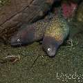 White Eyed Moray (Gymnothorax Thyrsoideus)