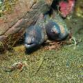 White Eyed Moray (Gymnothorax Thyrsoideus)