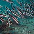 Striped Catfish (Plotosus Lineatus)