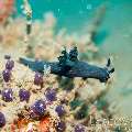 Nudibranch (Nembrotha sp.), photo taken in Philippines, Oriental Negros, Dauin, n/a