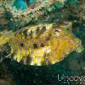 Thornback Cowfish (Lactoria fomasini), photo taken in Philippines, Oriental Negros, Dauin, n/a