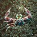 Spotted Porcelain Crab (Neopetrolisthes Maculatus)