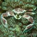 Spotted porcelain crab (Neopetrolisthes maculatus), photo taken in Philippines, Oriental Negros, Dauin, n/a