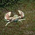 Spotted porcelain crab (Neopetrolisthes maculatus), photo taken in Philippines, Oriental Negros, Dauin, n/a