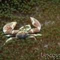 Spotted porcelain crab (Neopetrolisthes maculatus), photo taken in Philippines, Oriental Negros, Dauin, n/a