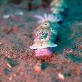 Nudibranch (Hypselodoris Tryoni)