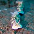 Nudibranch (Hypselodoris Tryoni)