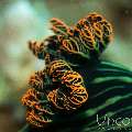 Nudibranch (Nembrotha kubaryana), photo taken in Philippines, Oriental Negros, Dauin, n/a