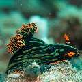 Nudibranch (Nembrotha kubaryana), photo taken in Philippines, Oriental Negros, Dauin, n/a