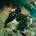 Nudibranch (Nembrotha kubaryana), photo taken in Philippines, Oriental Negros, Dauin, n/a