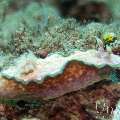 Nudibranch (Glossodoris Sp. Cf. Cincta)