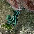 Nudibranch (Nembrotha cristata), photo taken in Philippines, Oriental Negros, Dauin, n/a