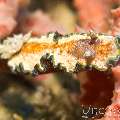 Nudibranch (Glossodoris Sp. Cf. Cincta)