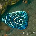 Emperor Angelfish (Pomacanthus Imperator)