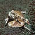 Spotted porcelain crab (Neopetrolisthes maculatus), photo taken in Philippines, Oriental Negros, Dauin, n/a