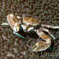 Spotted porcelain crab (Neopetrolisthes maculatus), photo taken in Philippines, Oriental Negros, Dauin, n/a