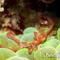 Orang Utan Crab (Achaeus japonicus)