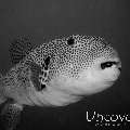Star Pufferfish