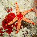 Starfish, photo taken in Maldives, Ari Atoll, South Ari Atoll, Various Loc