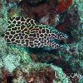 Honeycomb Moray (Gymnothorax favagineus), photo taken in Maldives, Ari Atoll, South Ari Atoll, Various Loc