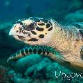 Hawksbill Sea Turtle (Eretmochelys imbricata), photo taken in Maldives, Ari Atoll, South Ari Atoll, Various Loc