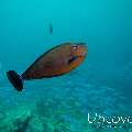 Bignose Unicornfish, photo taken in Maldives, Ari Atoll, South Ari Atoll, Various Loc