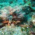 Scorpionfish, photo taken in Maldives, Ari Atoll, South Ari Atoll, Various Loc