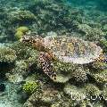 Hawksbill Sea Turtle (Eretmochelys imbricata), photo taken in Maldives, Ari Atoll, South Ari Atoll, Various Loc