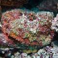 Reef Stonefish (Synanceia verrucosa), photo taken in Maldives, Ari Atoll, South Ari Atoll, Various Loc