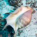 00 To be determined, photo taken in Maldives, Male Atoll, North Male Atoll, Boduhiti Thila