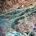 00 To be determined, photo taken in Maldives, Male Atoll, North Male Atoll, Boduhiti Thila