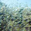 00 To be determined, photo taken in Maldives, Male Atoll, North Male Atoll, Boduhiti Thila