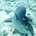 00 To be determined, photo taken in Maldives, Male Atoll, North Male Atoll, Boduhiti Thila