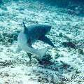 00 To be determined, photo taken in Maldives, Male Atoll, North Male Atoll, Boduhiti Thila