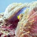00 To be determined, photo taken in Maldives, Male Atoll, North Male Atoll, Boduhiti Thila