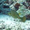 00 To be determined, photo taken in Maldives, Male Atoll, North Male Atoll, Boduhiti Thila
