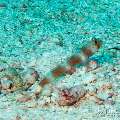 00 To be determined, photo taken in Maldives, Male Atoll, North Male Atoll, Boduhiti Thila
