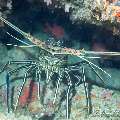 00 To be determined, photo taken in Maldives, Male Atoll, North Male Atoll, Boduhiti Thila