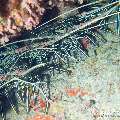 00 To be determined, photo taken in Maldives, Male Atoll, North Male Atoll, Boduhiti Thila