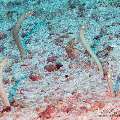 00 To be determined, photo taken in Maldives, Male Atoll, North Male Atoll, Boduhiti Thila