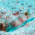 00 To be determined, photo taken in Maldives, Male Atoll, North Male Atoll, Boduhiti Thila