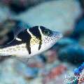 00 To be determined, photo taken in Maldives, Male Atoll, North Male Atoll, Kuda Thila