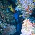 00 To be determined, photo taken in Maldives, Male Atoll, North Male Atoll, Kuda Thila